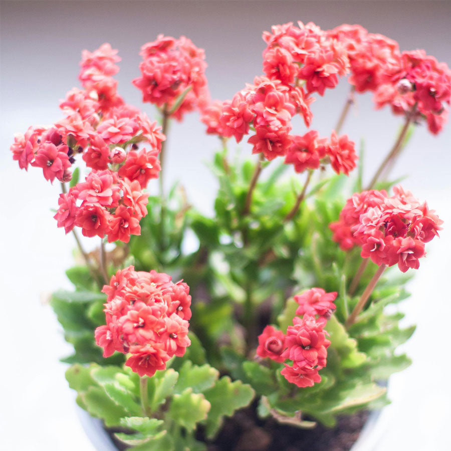 Kalanchoe Flower Plant (Widow's-thrill)