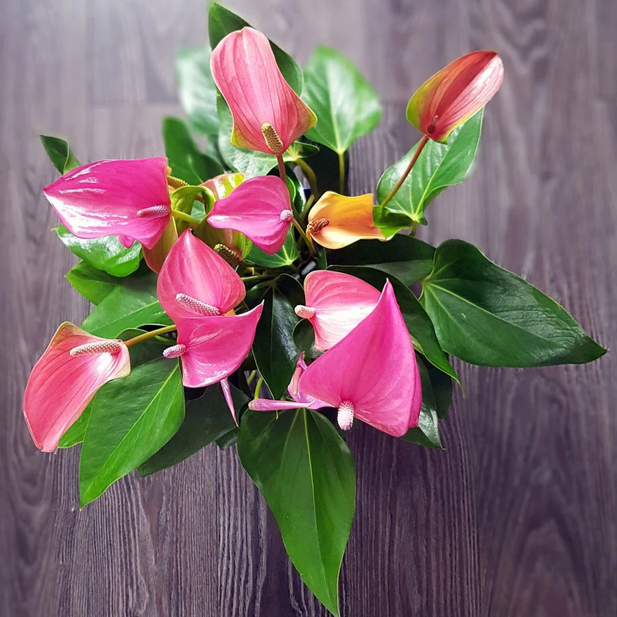 Anthurium Red Plant