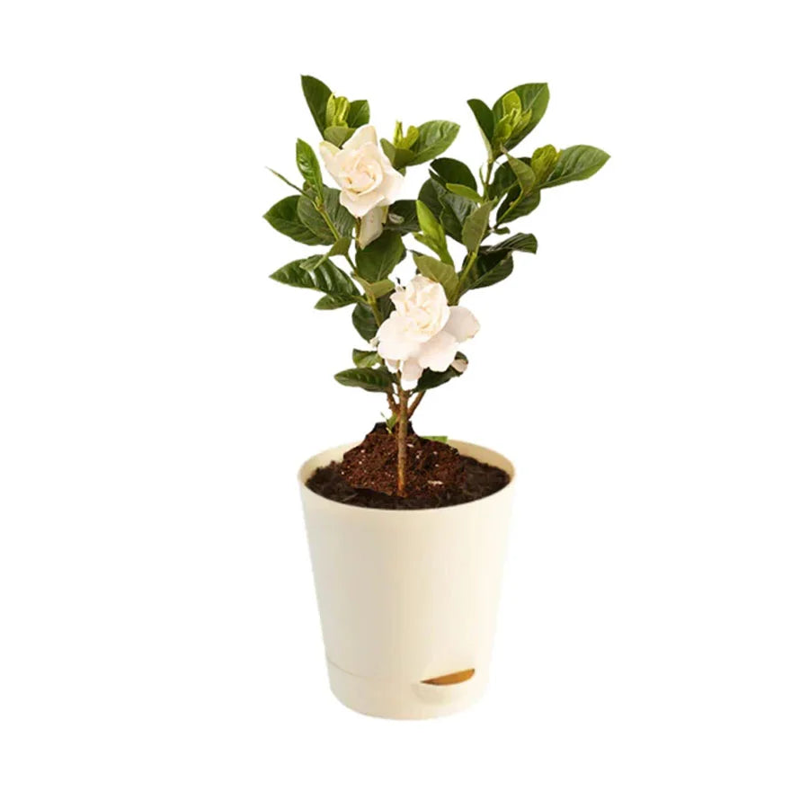 Gardenia Ananta Plant