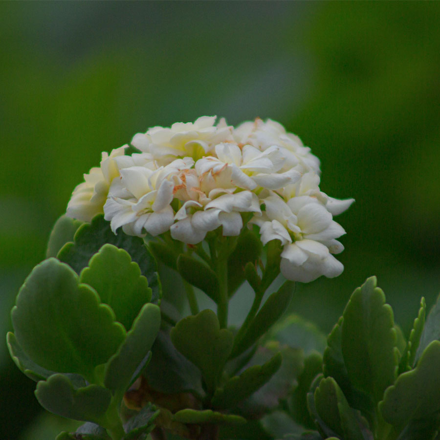 Kalanchoe Flower Plant (Widow's-thrill)