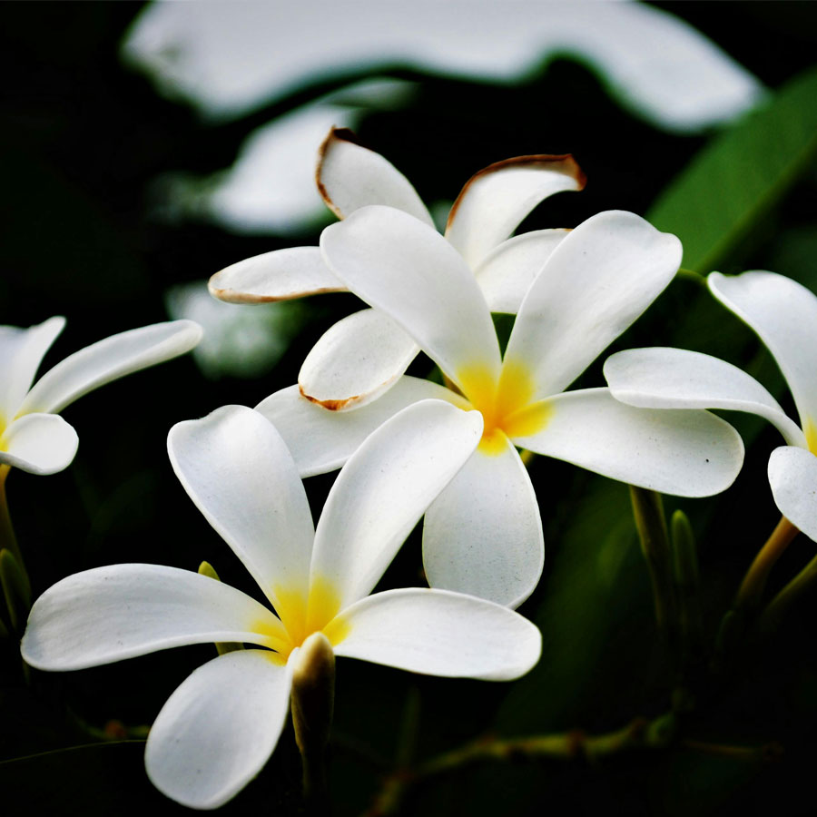 Champa Plumeria Flower Yellow White Live Plant