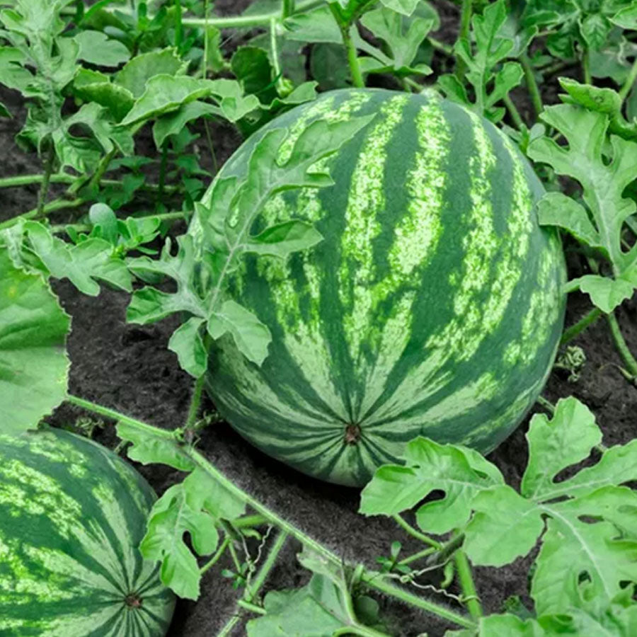 Watermelon Seeds तरबूज