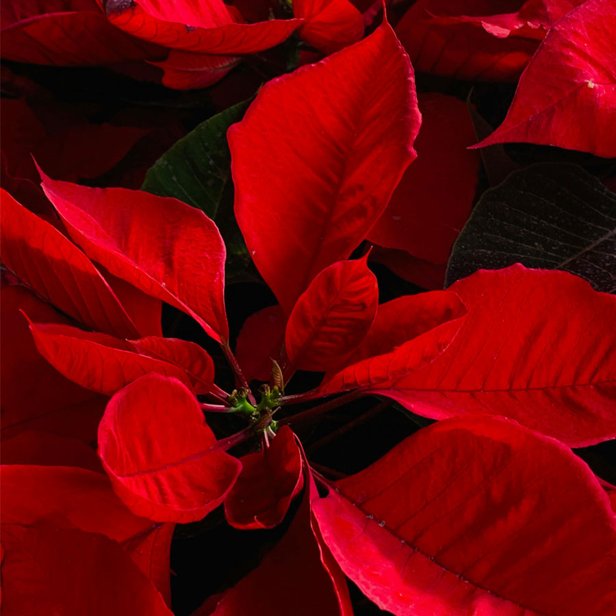 Poinsettia Plant (Red Leaf Plant)