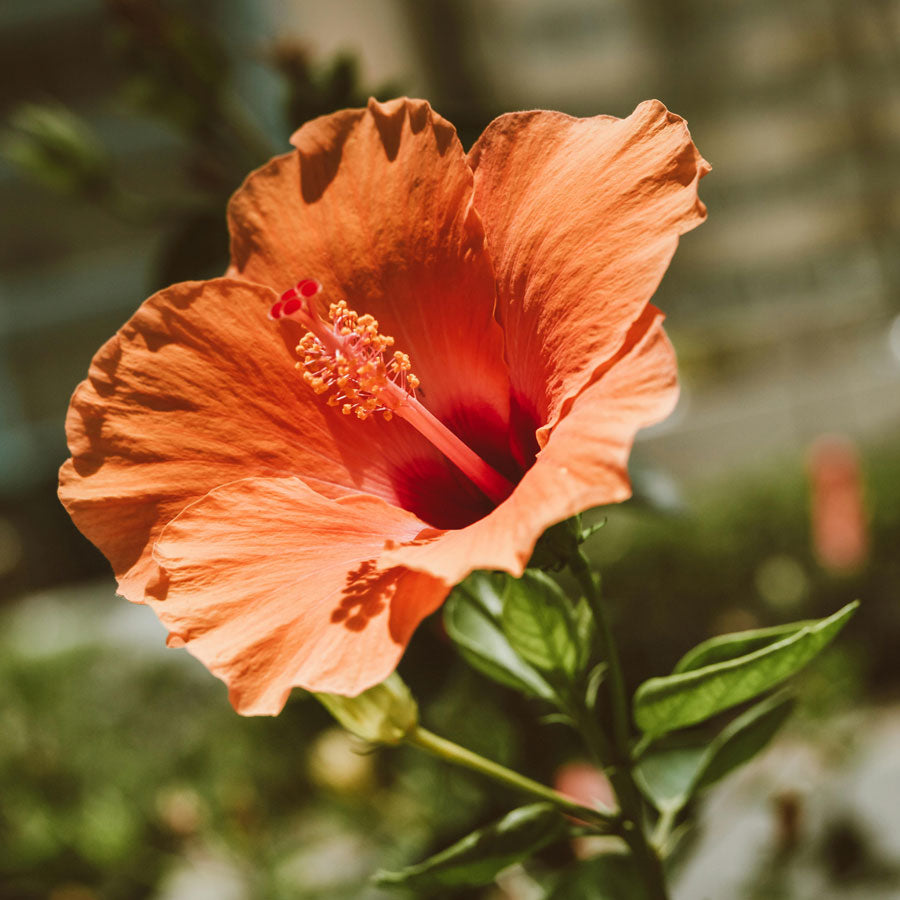 Hibiscus Plant