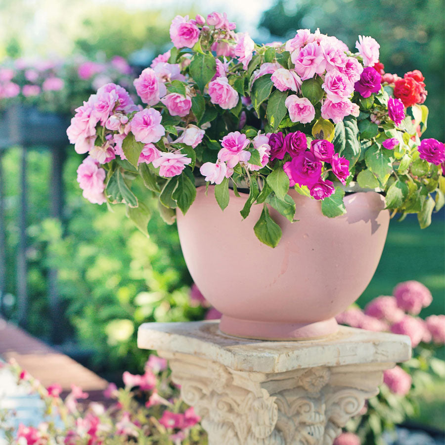 Petunia Plant, Red, Pink, White Flowers