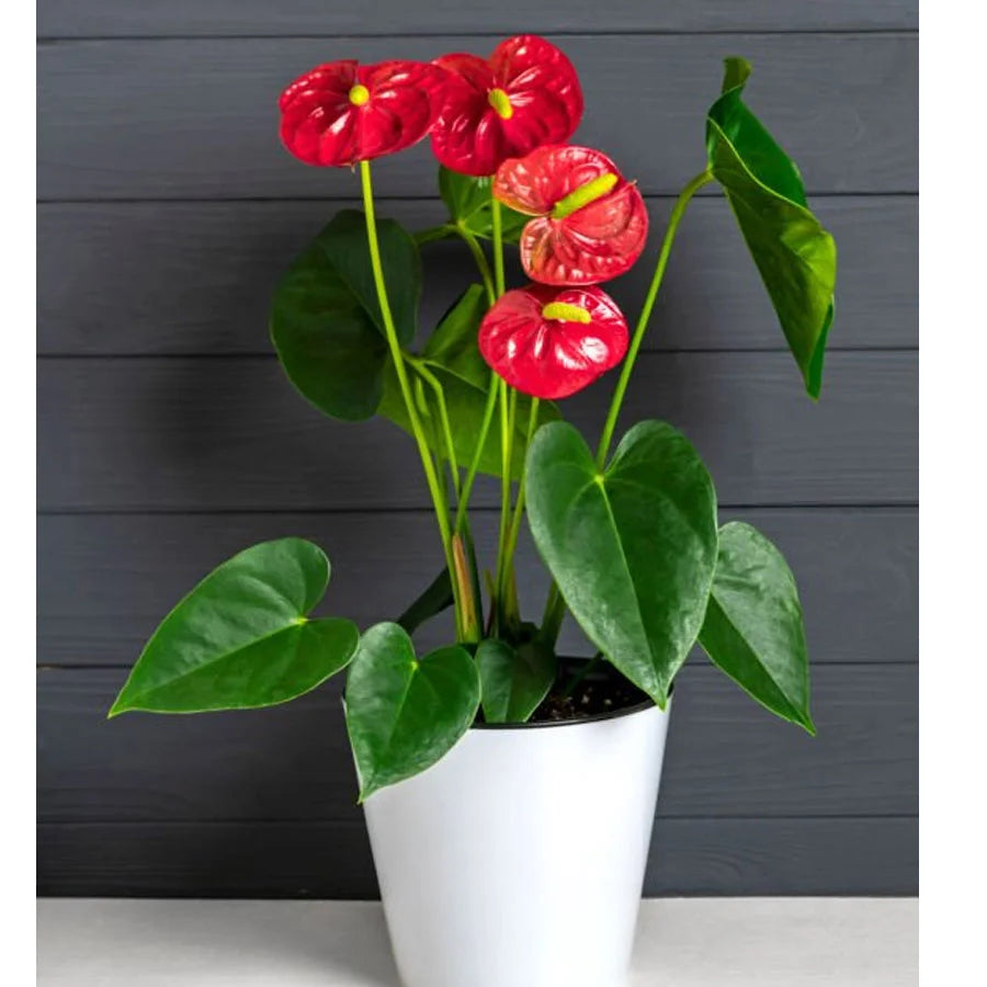 Anthurium Red Plant