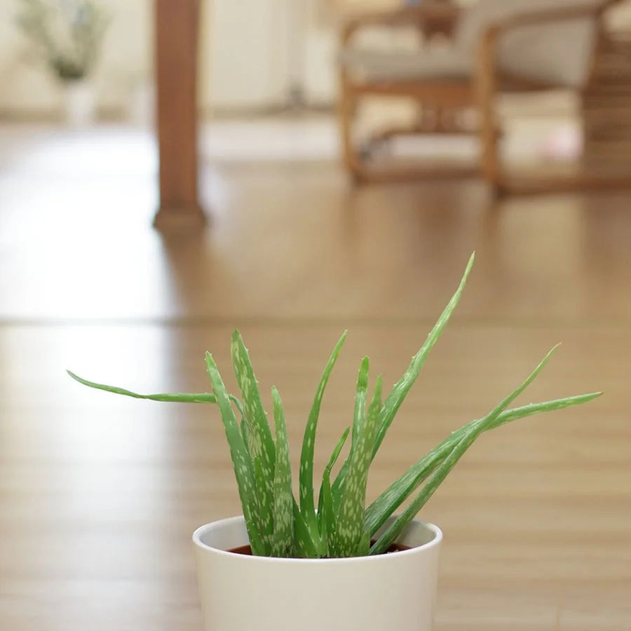 Aloe Vera Plant