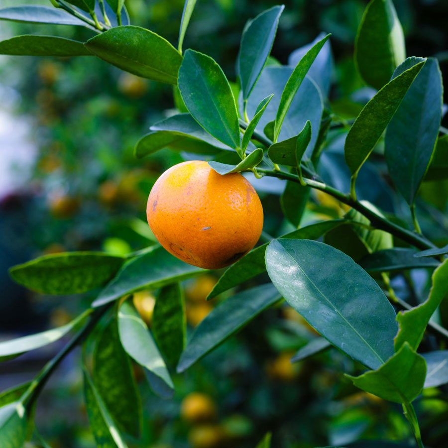 Narangi Fruit Plant