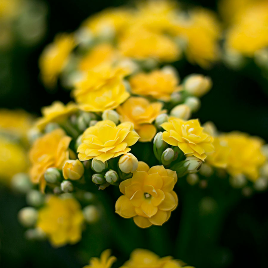 Kalanchoe Flower Plant (Widow's-thrill)