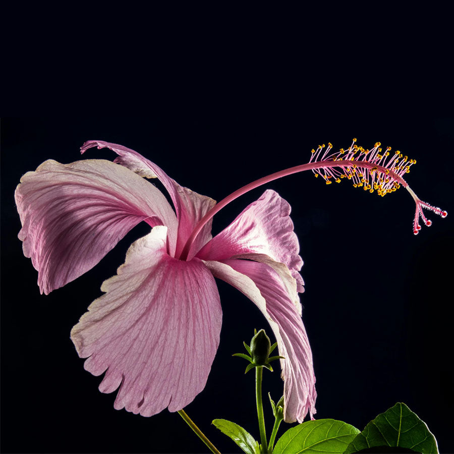 Hibiscus Plant