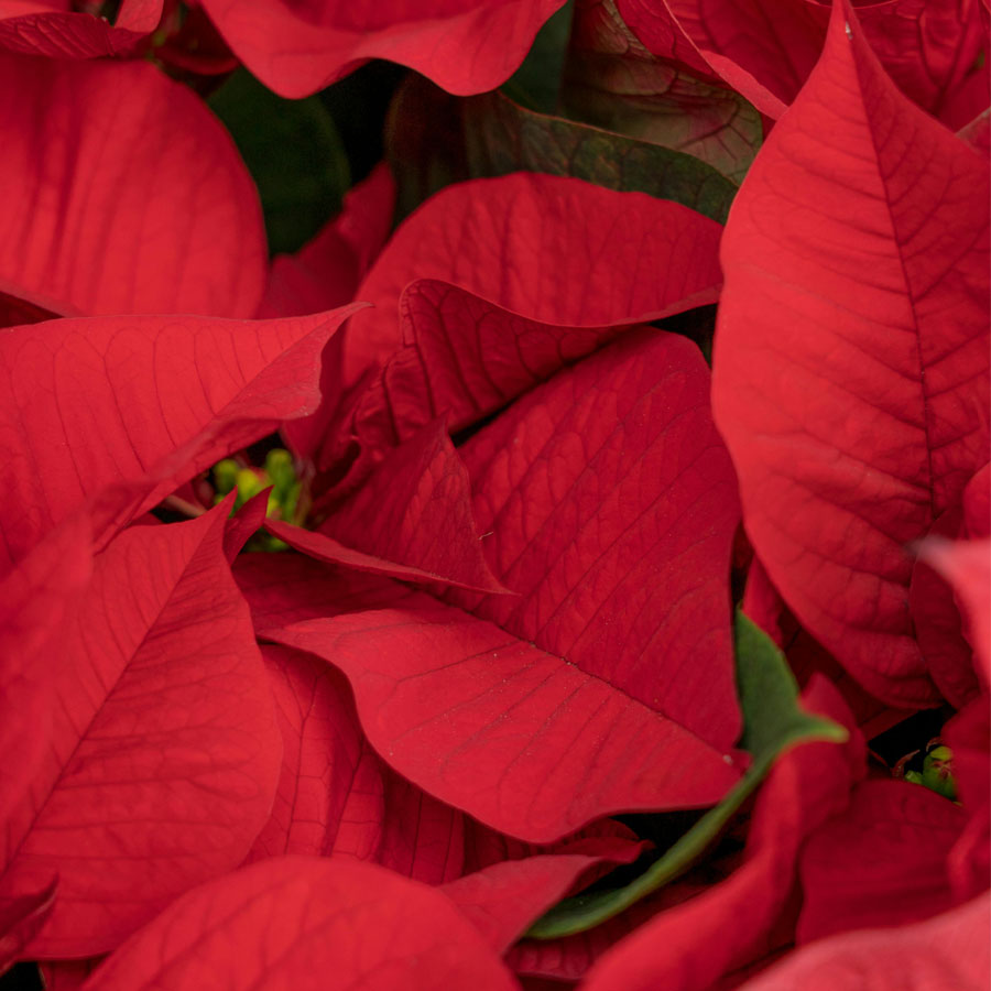 Poinsettia Plant (Red Leaf Plant)