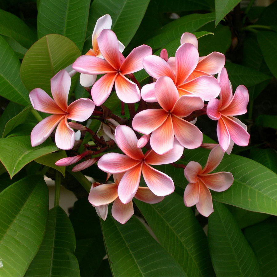 Cotika Champa Plant - Plumeria Pudica Plant