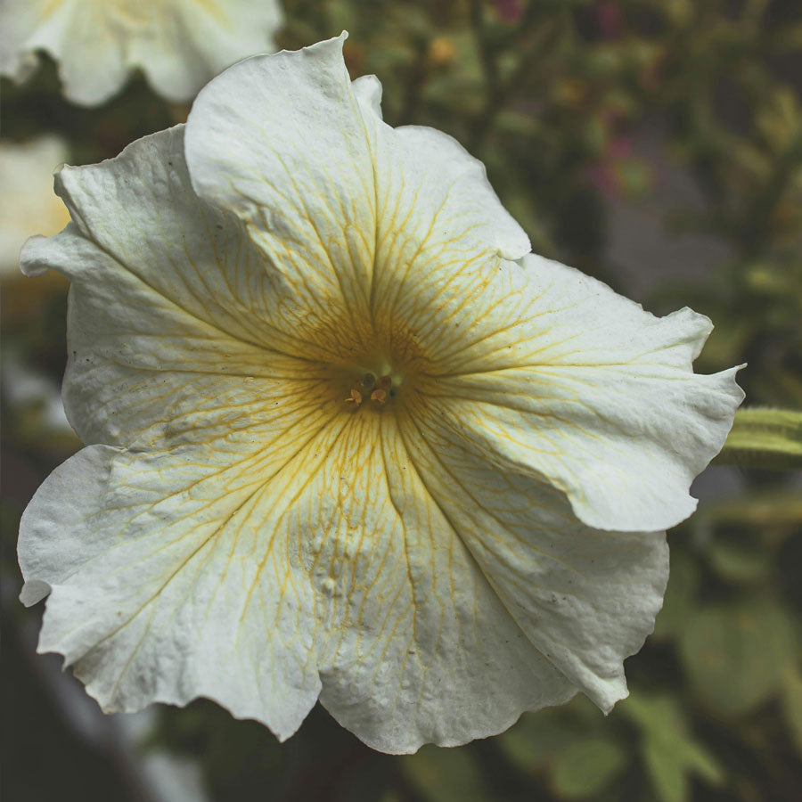 Petunia Plant, Red, Pink, White Flowers