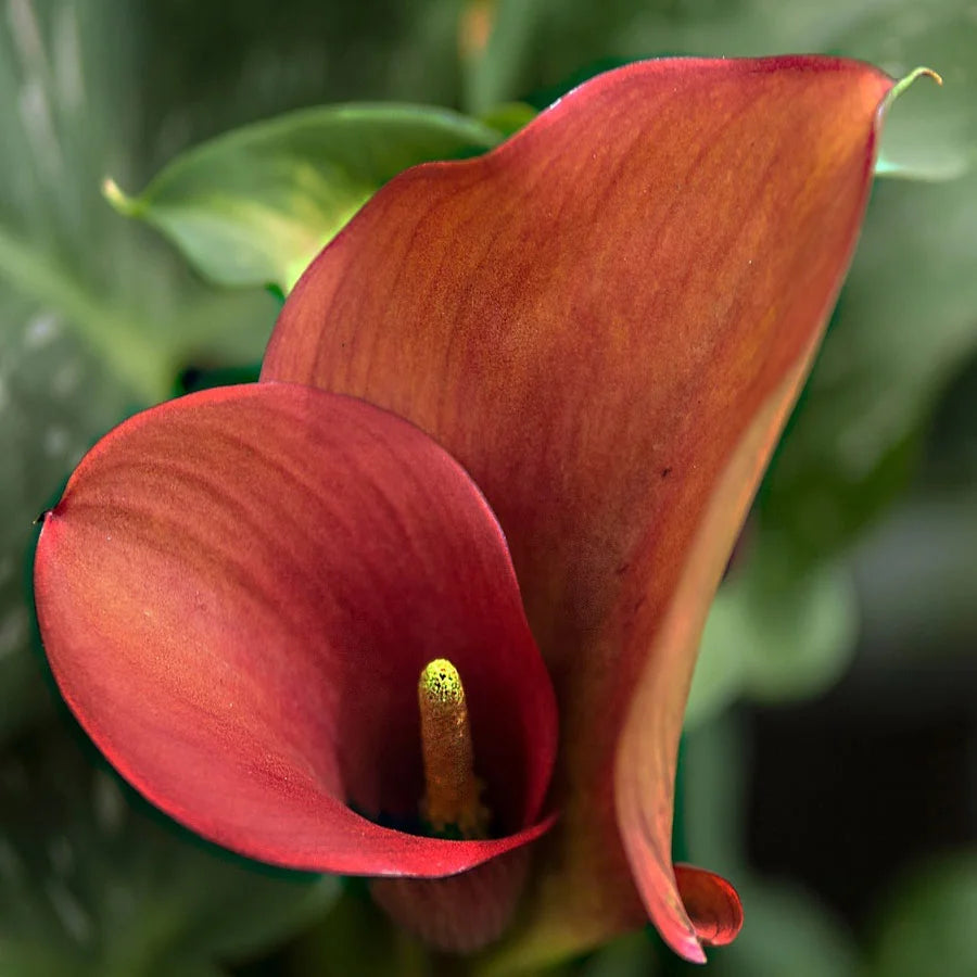 Anthurium Red Plant