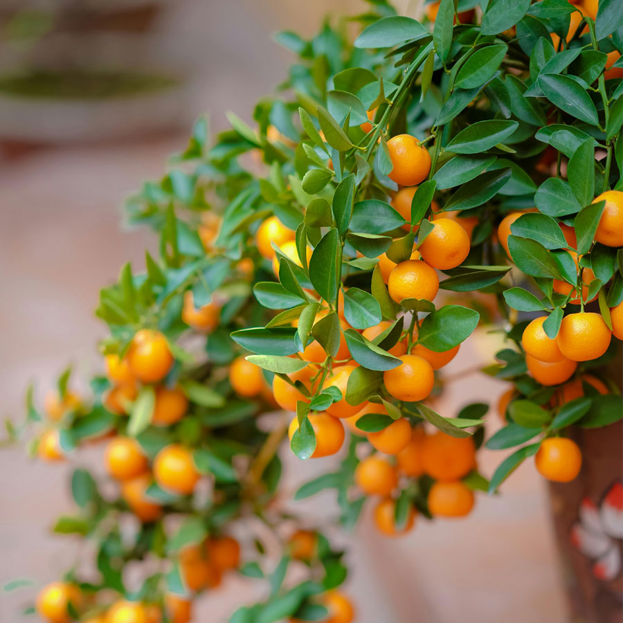 Narangi Fruit Plant