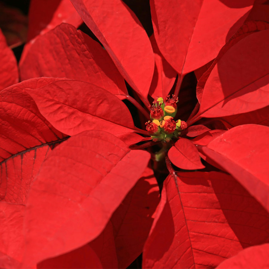 Poinsettia Plant (Red Leaf Plant)