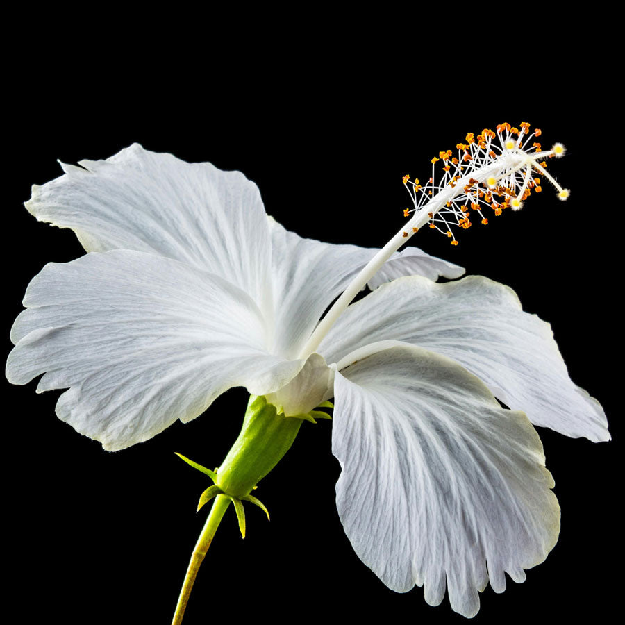 Hibiscus Plant