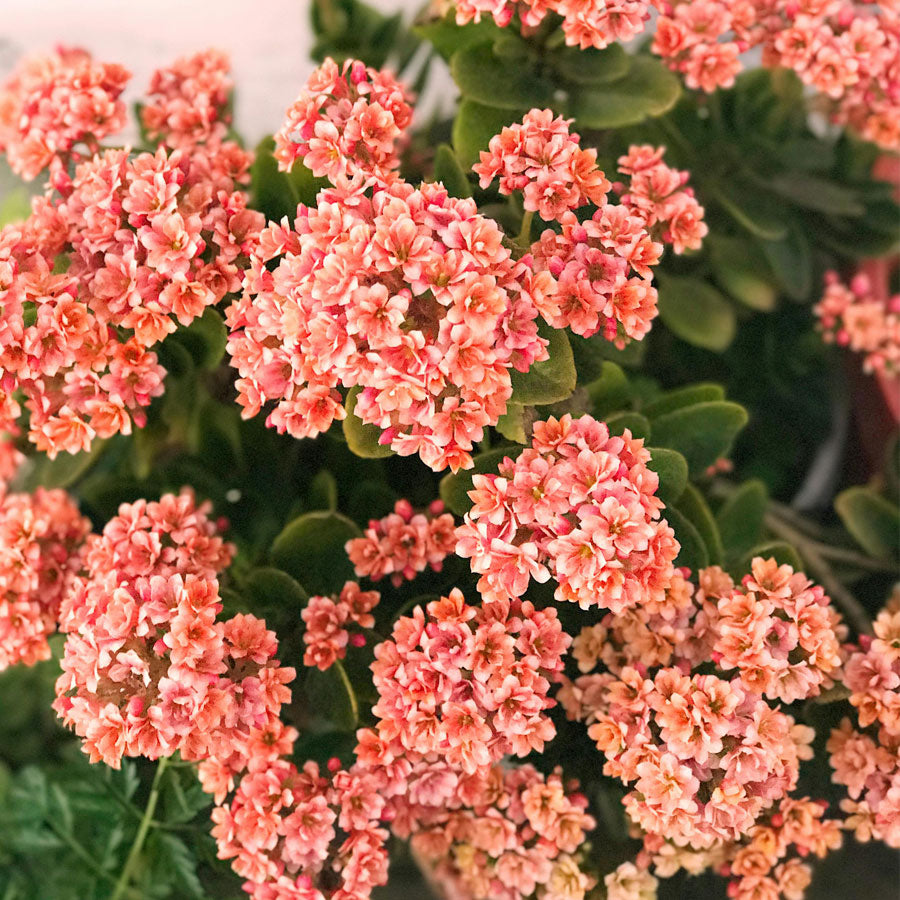 Kalanchoe Flower Plant (Widow's-thrill)