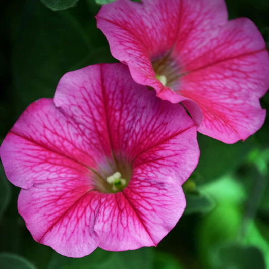 Petunia Plant, Red, Pink, White Flowers