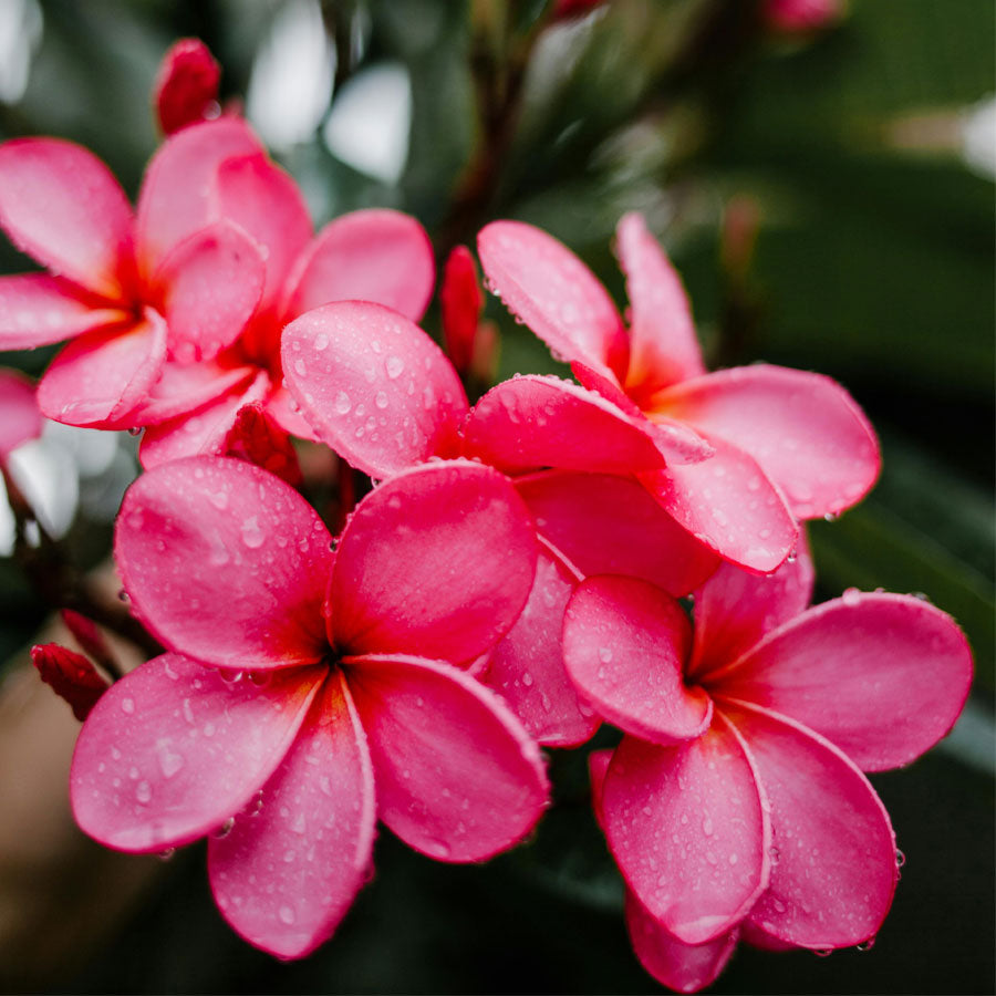 Champa Plumeria Flower Yellow White Live Plant