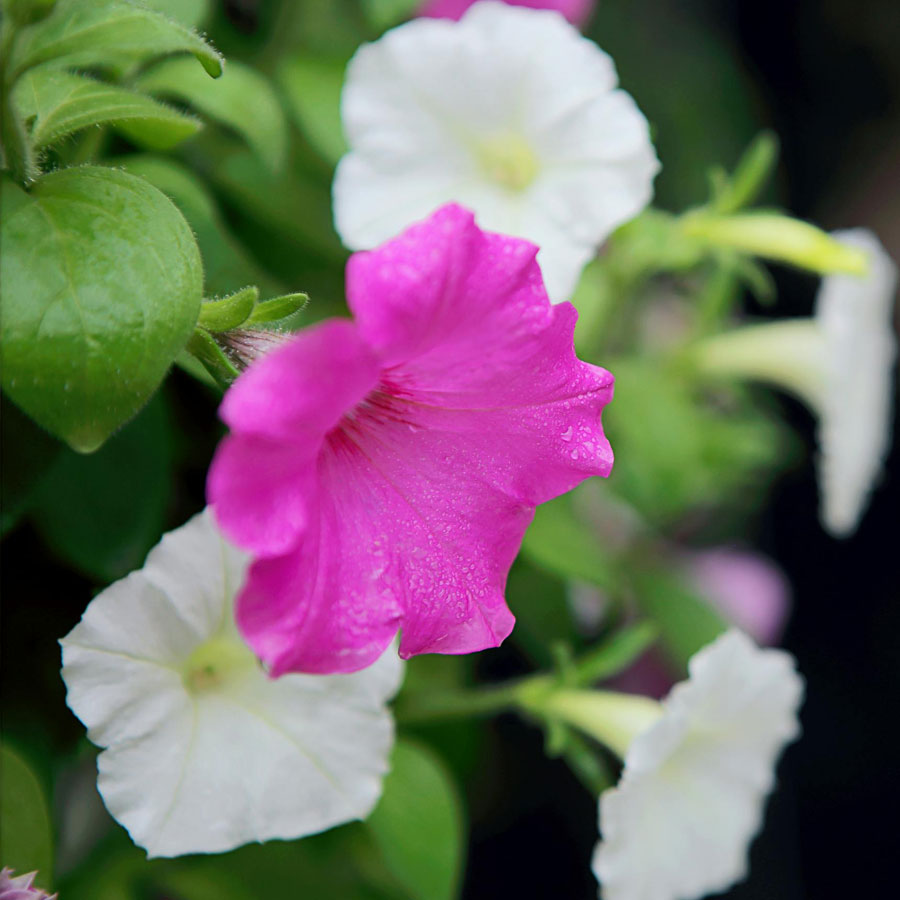 Petunia Plant, Red, Pink, White Flowers