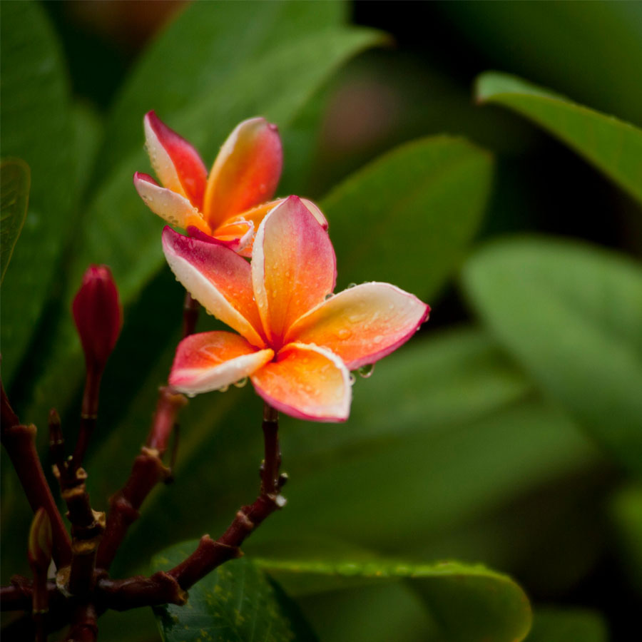 Champa Plumeria Flower Yellow White Live Plant