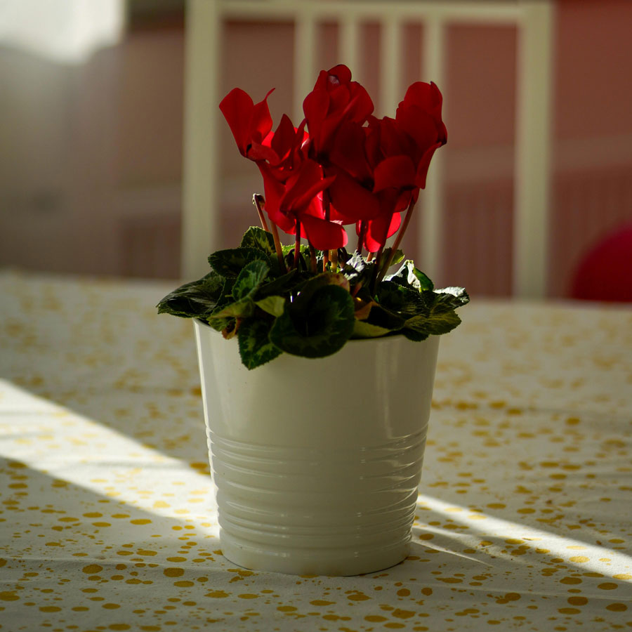 Poinsettia Plant (Red Leaf Plant)