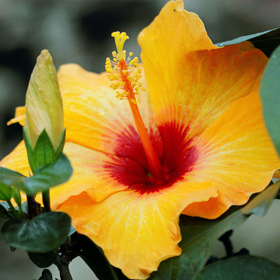 Hibiscus Plant