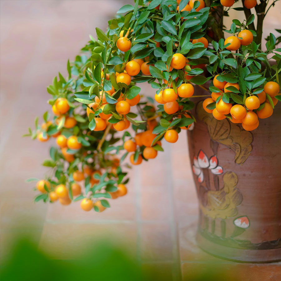 Narangi Fruit Plant