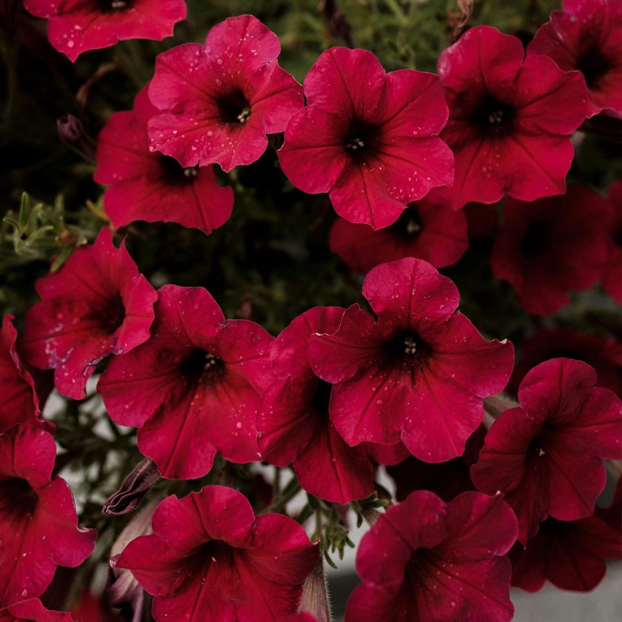 Petunia Plant, Red, Pink, White Flowers