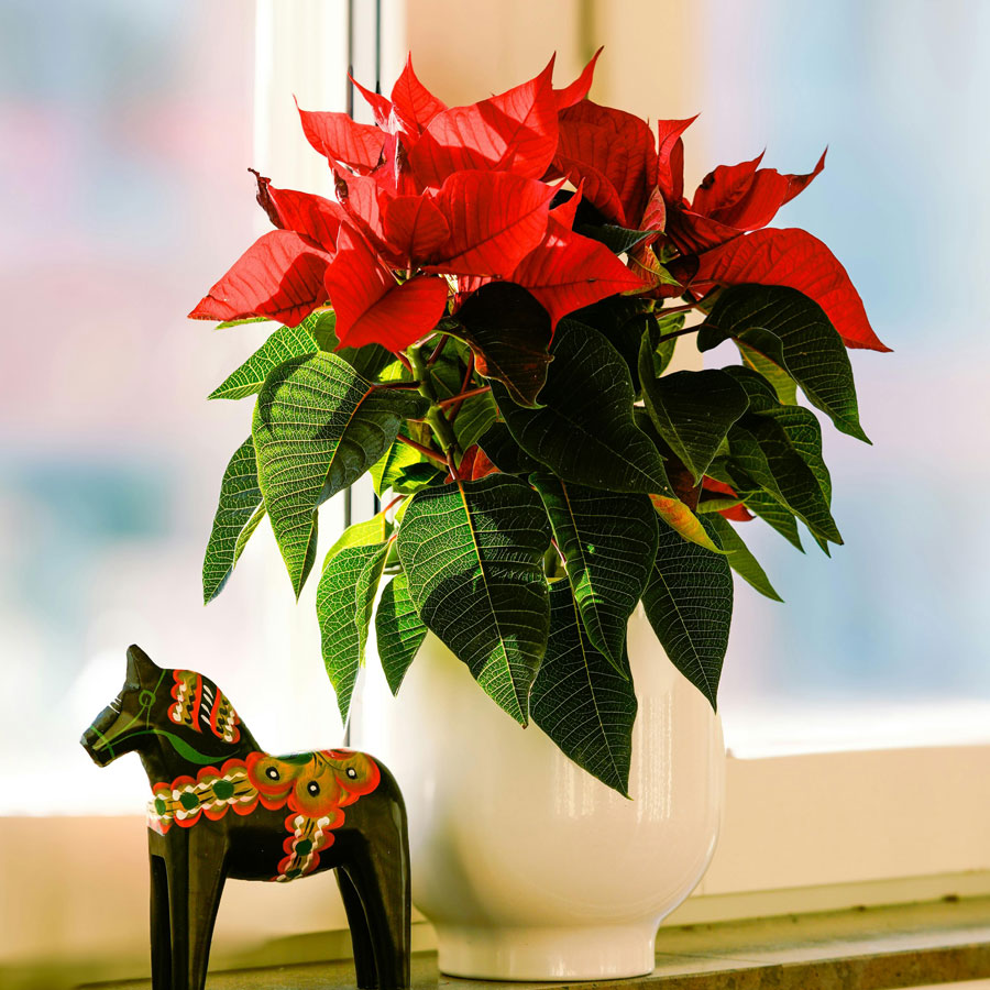 Poinsettia Plant (Red Leaf Plant)