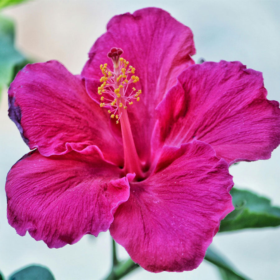 Hibiscus Plant