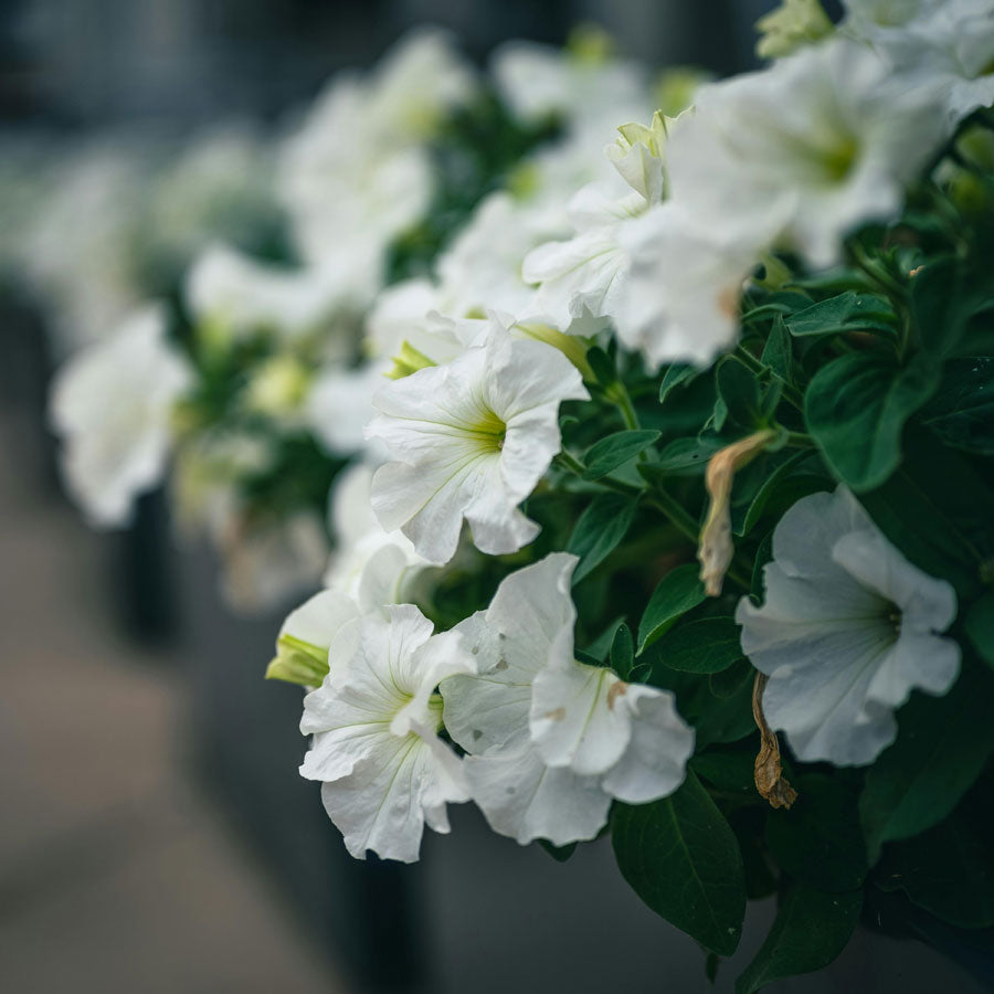 Petunia Plant, Red, Pink, White Flowers