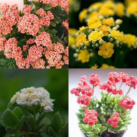 Kalanchoe Flower Plant (Widow's-thrill)