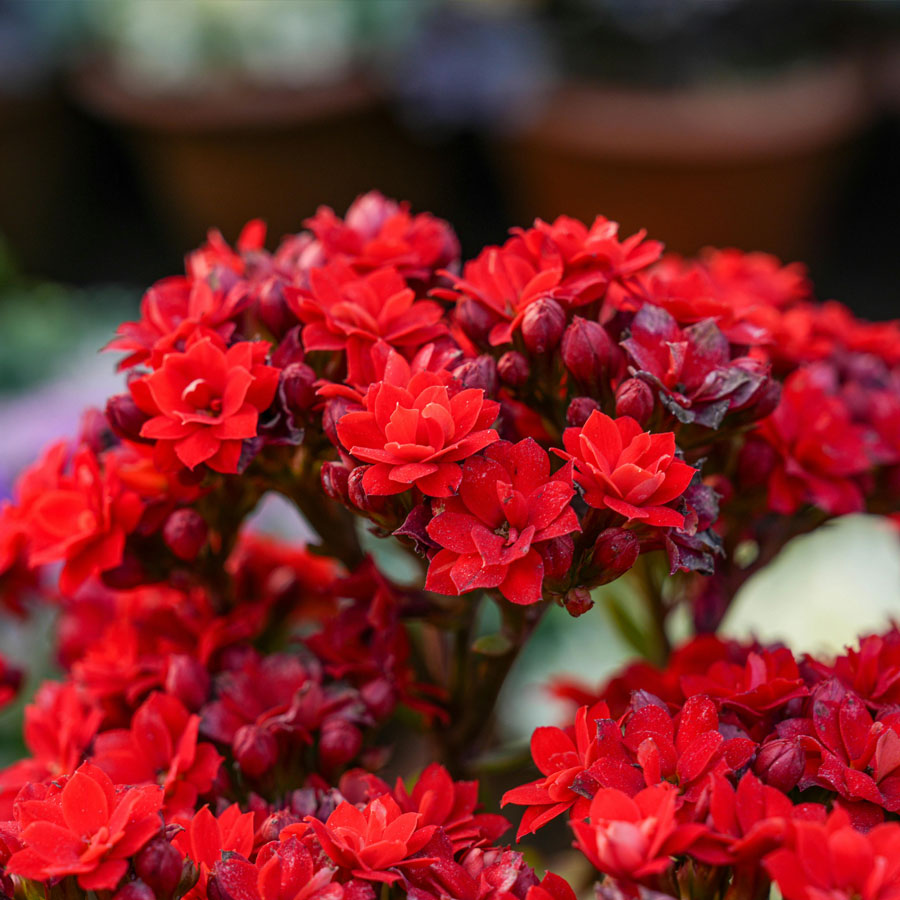 Kalanchoe Flower Plant (Widow's-thrill)