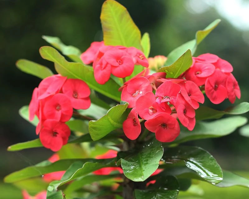 Crown of Thorns (Euphorbia Milii) Plant