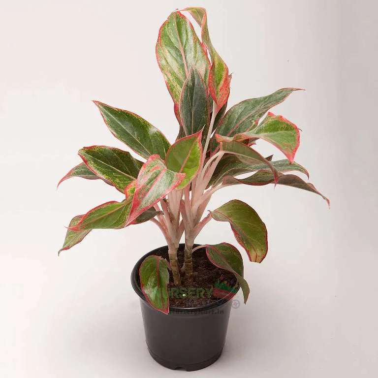 Red Aglaonema Plant