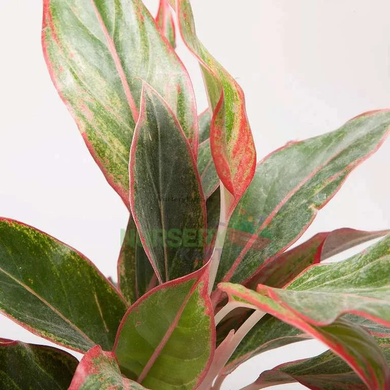 Red Aglaonema Plant