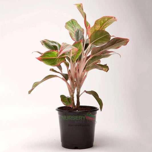 Red Aglaonema Plant