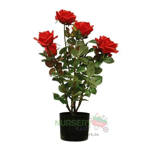 Rose Plant (Red Rose)