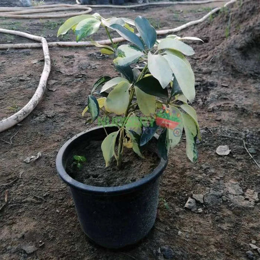 Saplera Bracia Plant