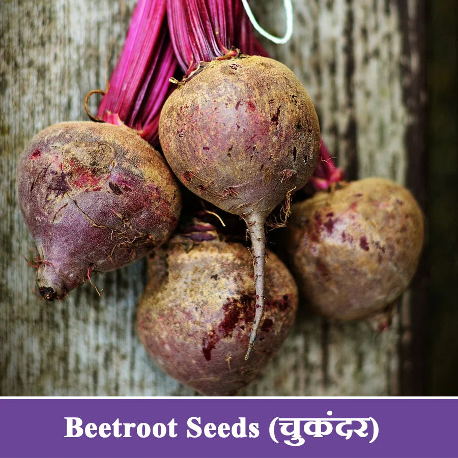 Beetroot Seeds (चुकंदर)