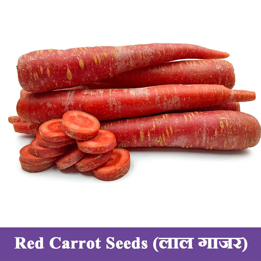 Red Carrot Seeds (लाल गाजर)