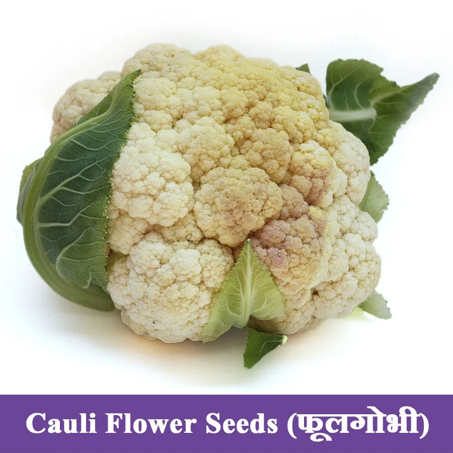 Cauliflower Seeds फूलगोभी