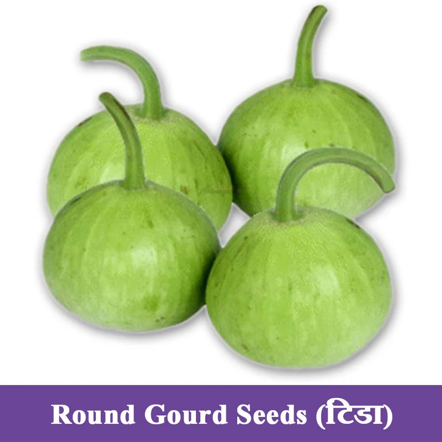 Round Gourd Seeds (टिंडा)