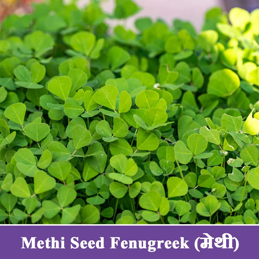 Methi Seeds - Fenugreek (मेथी)