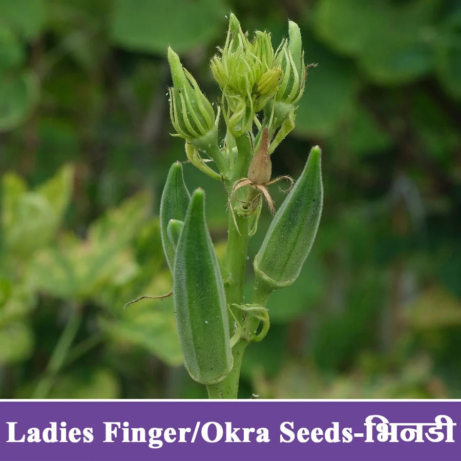 Green Ladies Finger - Okra Seeds (भिंडी)