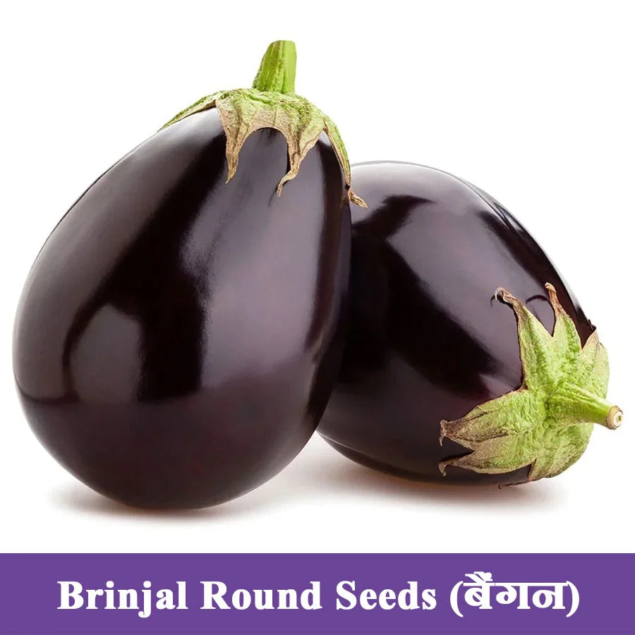 Brinjal Round Seeds (बैंगन)