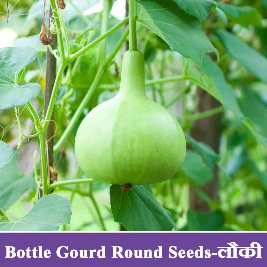 Bottle Gourd Round Seeds (लौकी)