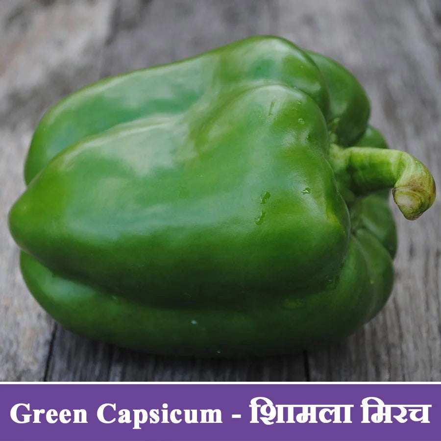 Green Capsicum Seeds (शिमला मिर्च)